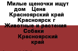 Милые щеночки ищут дом › Цена ­ 200 - Красноярский край, Красноярск г. Животные и растения » Собаки   . Красноярский край